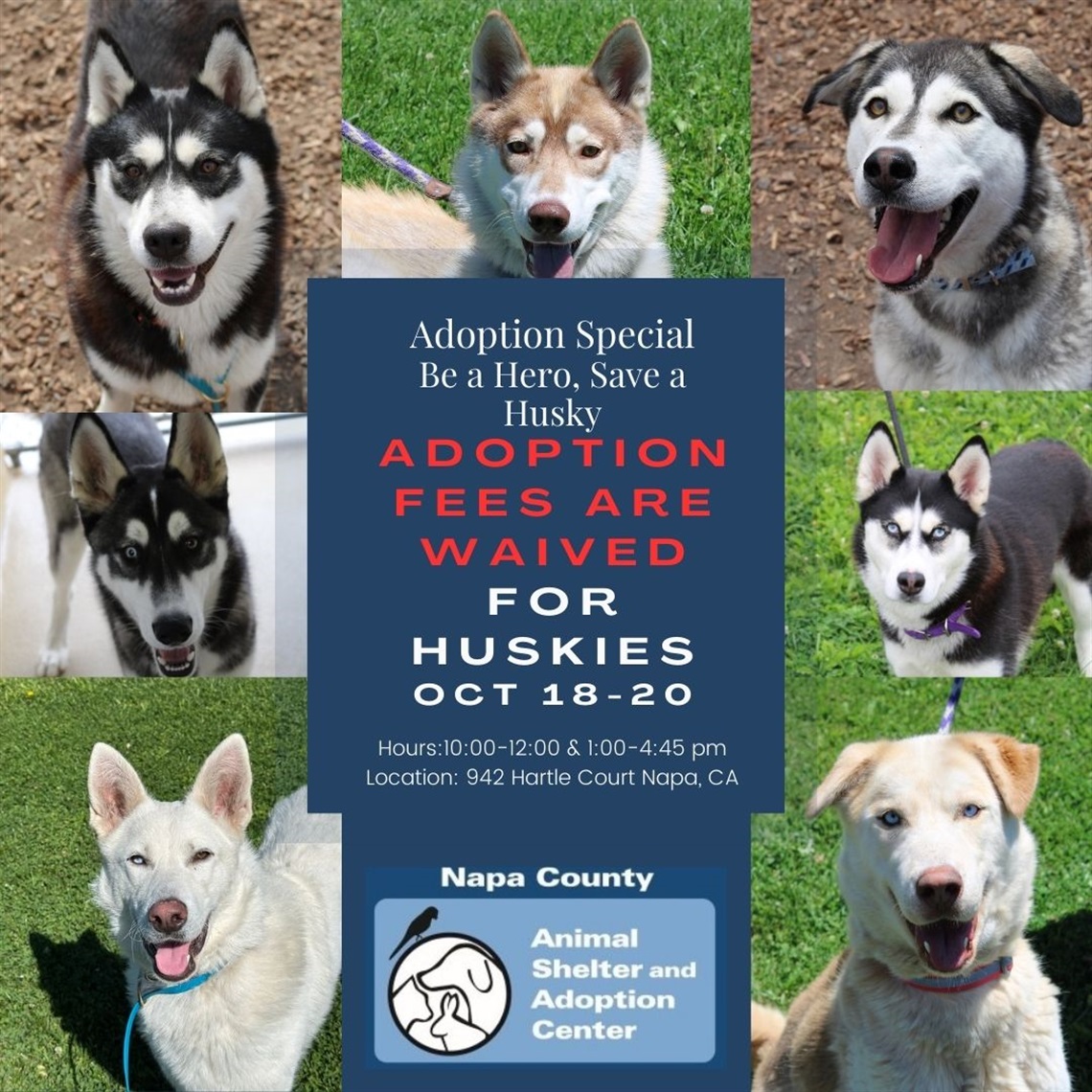 Be a Hero, Save a Husky.jpg