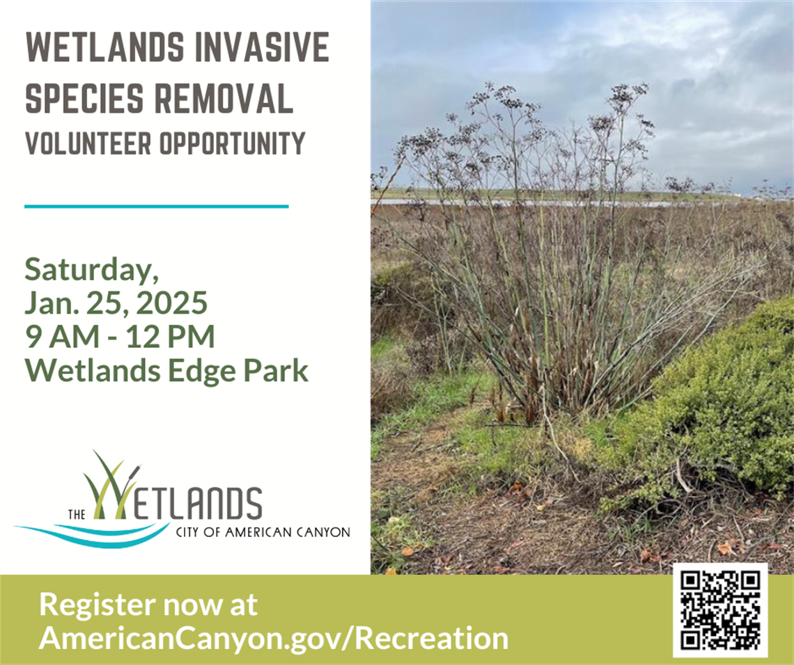 Wetlands Invasive Removal Volunteer 2025